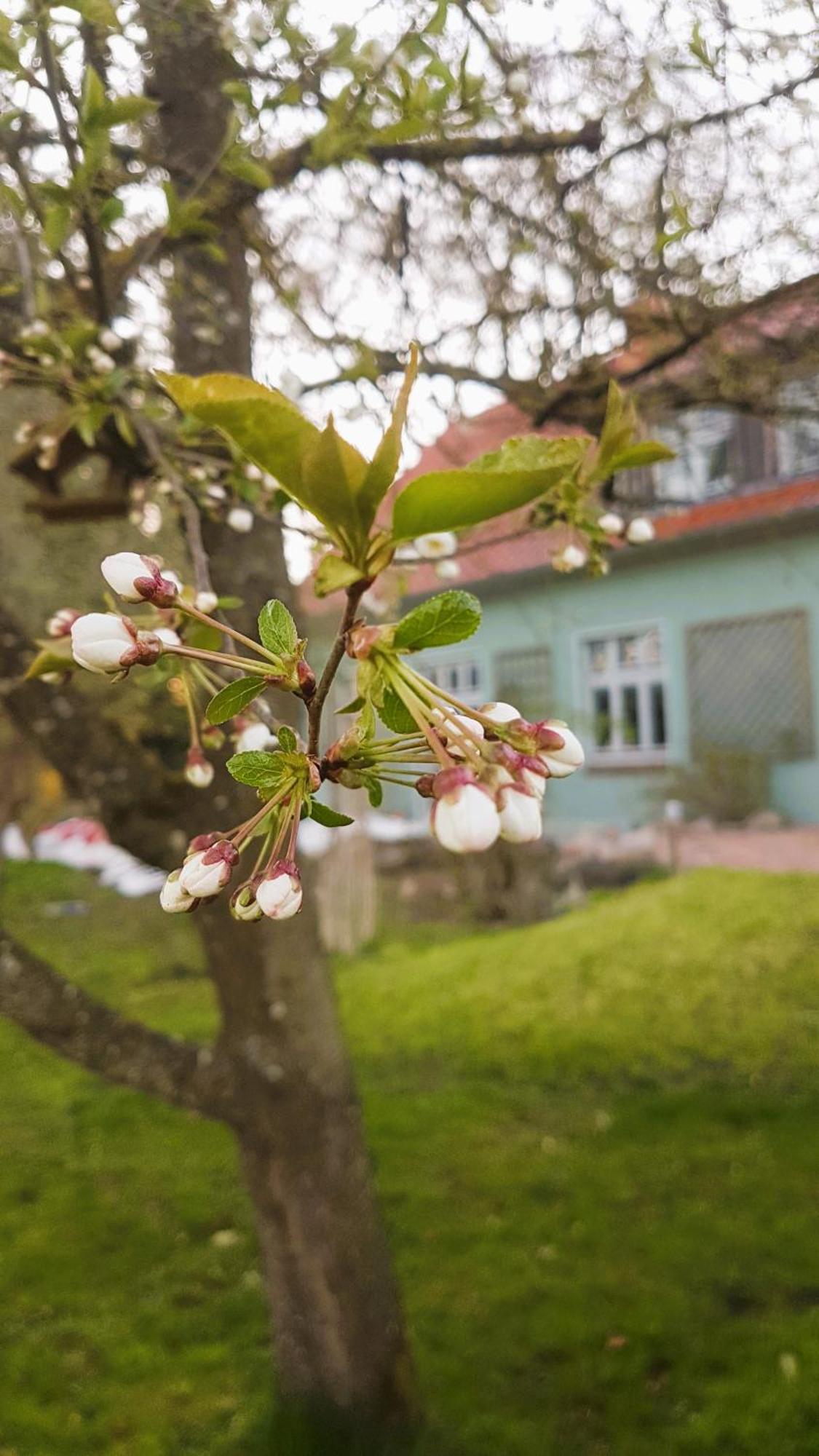 Ferienhaus Salvia Gremersdorf-Buchholz Zewnętrze zdjęcie