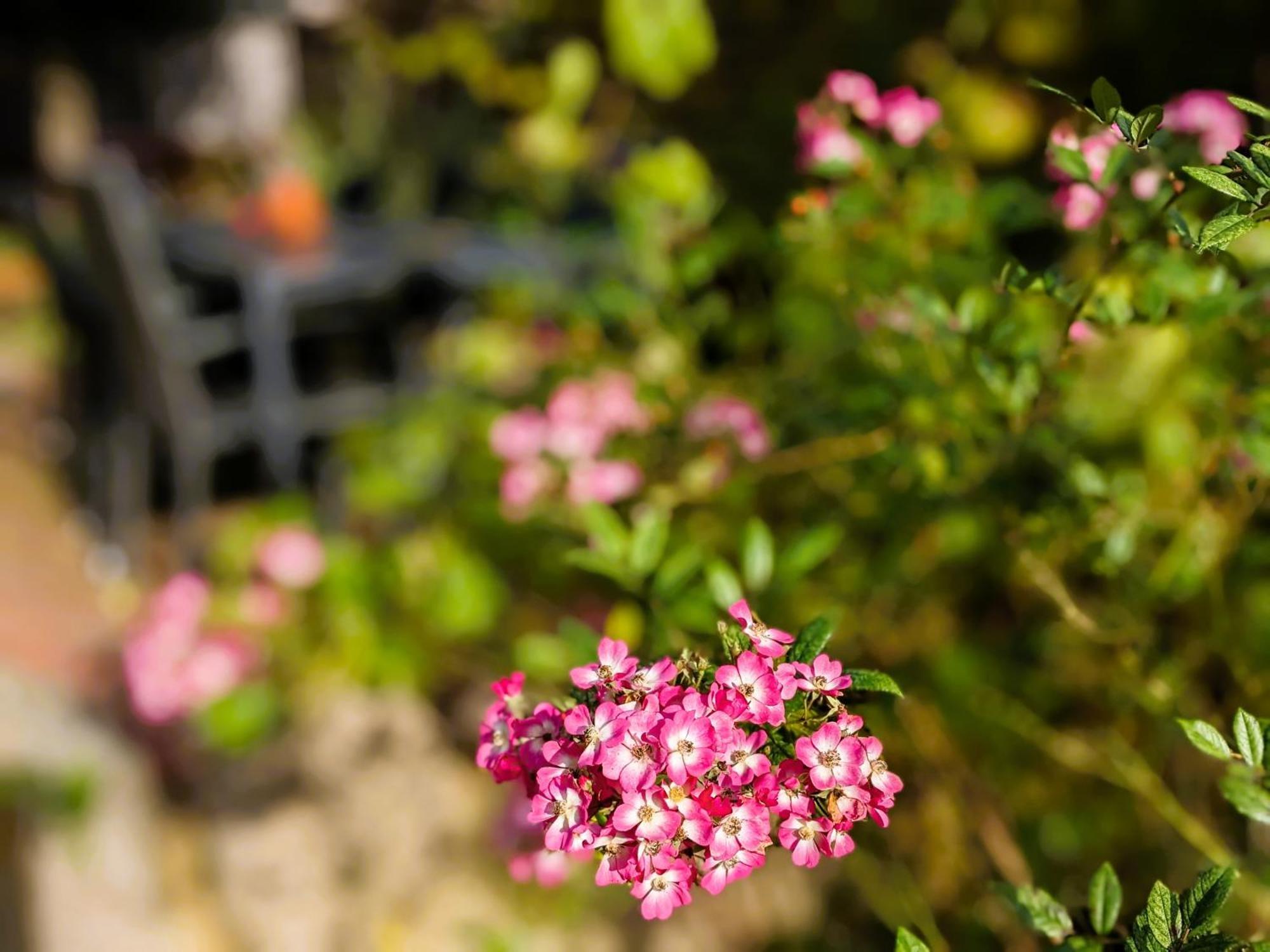 Ferienhaus Salvia Gremersdorf-Buchholz Zewnętrze zdjęcie