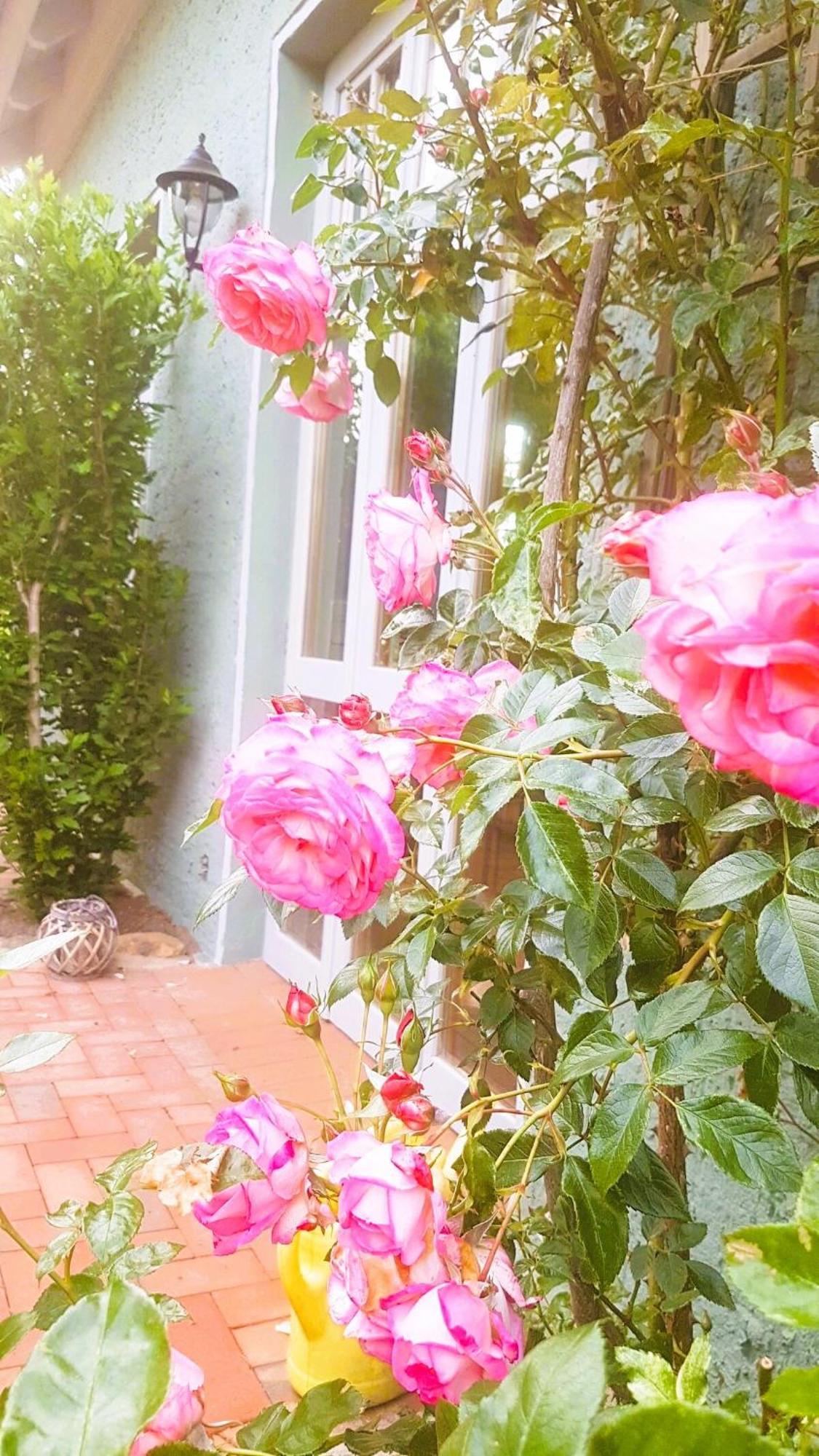 Ferienhaus Salvia Gremersdorf-Buchholz Zewnętrze zdjęcie