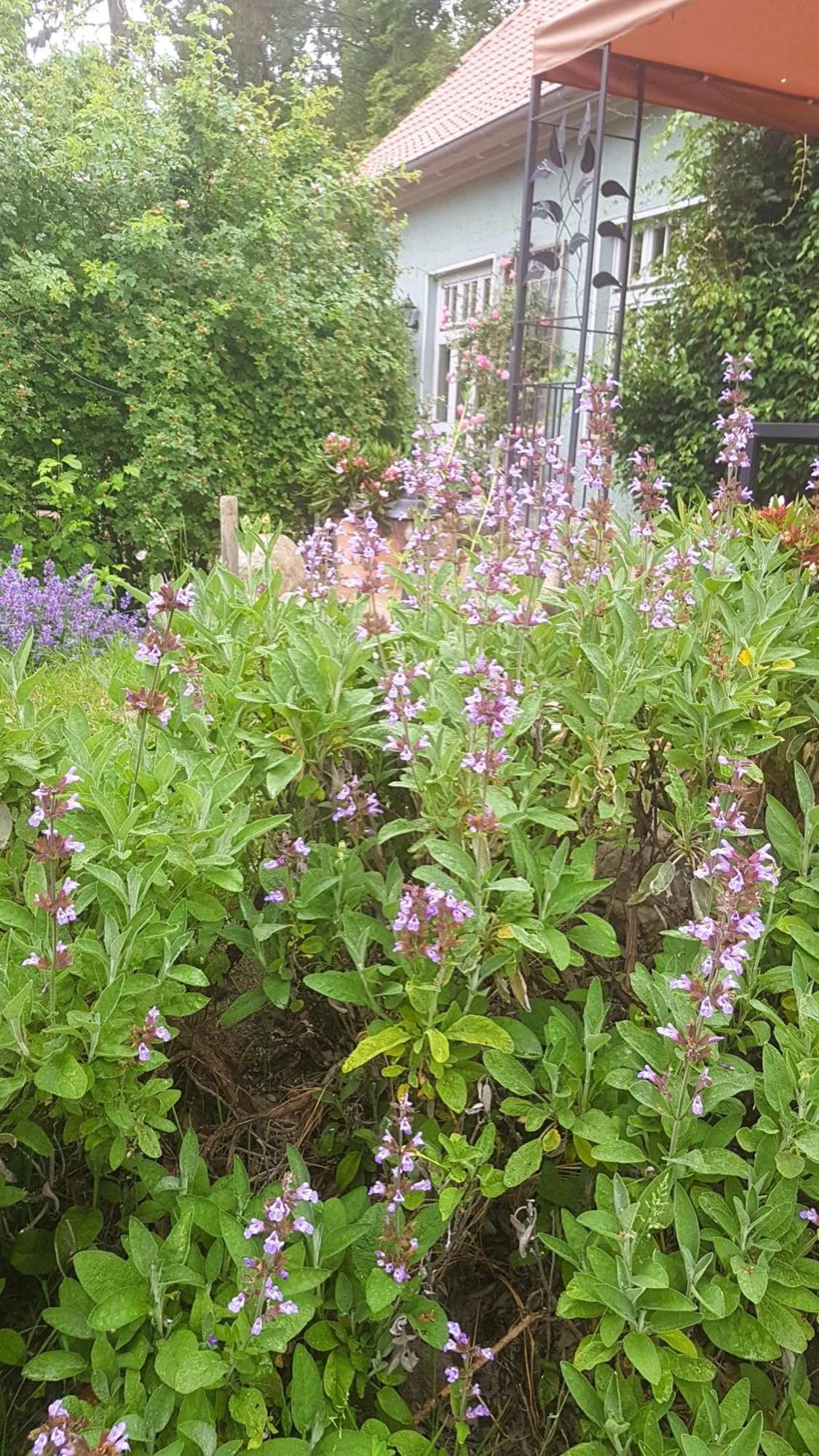Ferienhaus Salvia Gremersdorf-Buchholz Zewnętrze zdjęcie